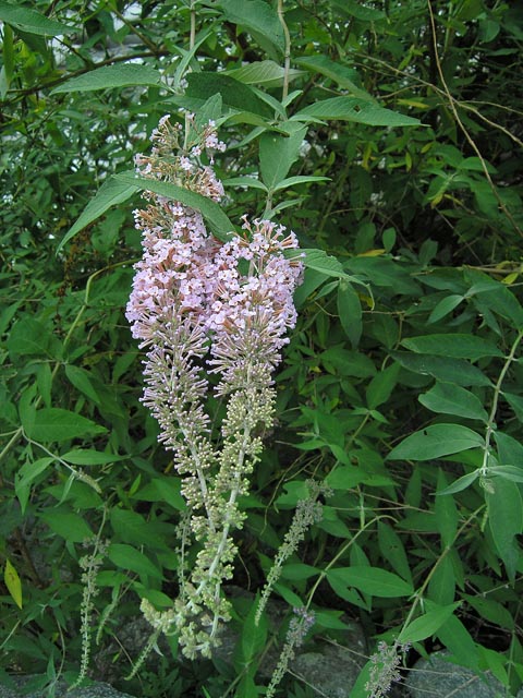 Buddleja davidii / Buddleja